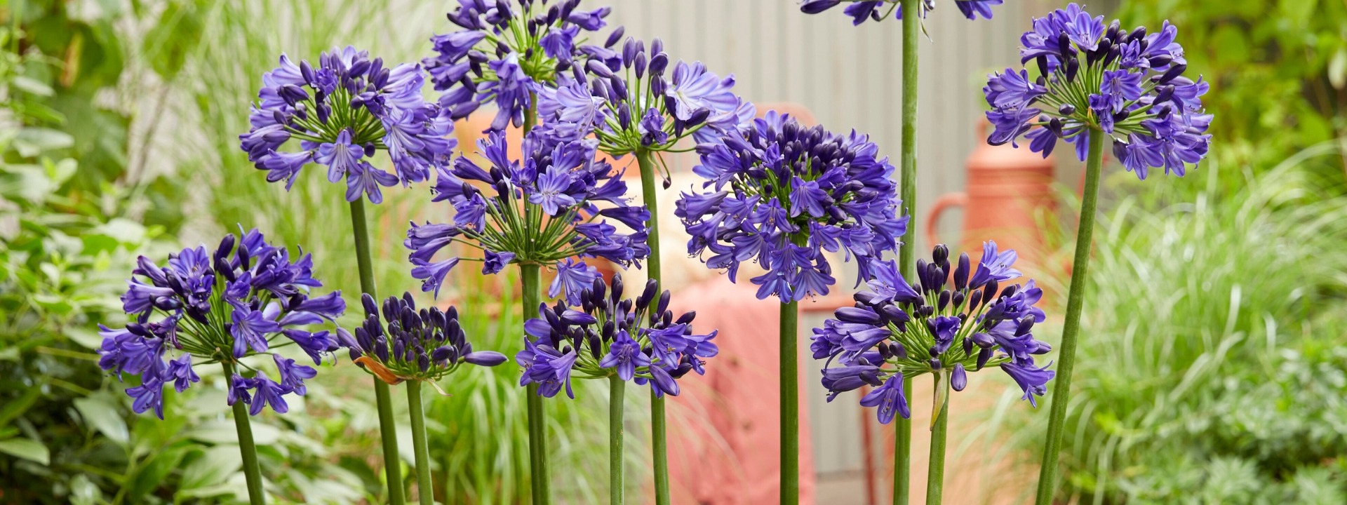 Promesse de fleurs Magasin 1 Promesse de fleurs Magasin -Promesse de fleurs Magasin 10001