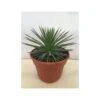 Agave Stricta Nana -Promesse de fleurs Magasin 15133