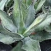 Agave Salmiana - Agave De Salm -Promesse de fleurs Magasin AGAVE salmiana IF 189910 1