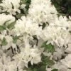 Azalée Du Japon Schneewittchen - Rhododendron Hybride -Promesse de fleurs Magasin AZALEE JAP SCHNEEWITTCHEN Copyright Minier 7832 1
