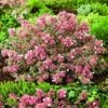 Abelia Magic Daydream -Promesse de fleurs Magasin Abelia Magic Daydream 85048 1 1