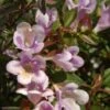 Abelia Nain Pastel Charm -Promesse de fleurs Magasin Abelia Pastel Charm 82793 1 1