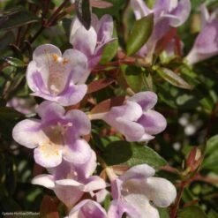 Abelia Nain Pastel Charm