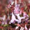 Abelia Pinky Bells 2 Abelia Pinky Bells -Promesse de fleurs Magasin Abelia Pinky Bells Noble 83904 1
