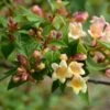 Abelia X Grandiflora Sunny Charm - Abélia à Grandes Fleurs. -Promesse de fleurs Magasin Abelia x grandiflora Sunny Charm MINDUO1 82321 1