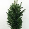 Abies Alba Pyramidalis - Sapin Blanc Nain 1 Abies Alba Pyramidalis - Sapin Blanc Nain -Promesse de fleurs Magasin Abies alba Pyramidalis 606002 1