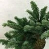 Abies Amabilis Spreading Star - Sapin Gracieux Nain -Promesse de fleurs Magasin Abies amabilis Spreading Star 607002 1