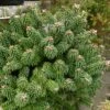 Sapin Nain - Abies Balsamea Piccolo 2 Sapin Nain - Abies Balsamea Piccolo -Promesse de fleurs Magasin Abies balsamea Piccolo 0609002 1