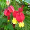 Abutilon Megapotamicum - Abutilon Du Grand Fleuve. 2 Abutilon Megapotamicum - Abutilon Du Grand Fleuve. -Promesse de fleurs Magasin Abulilon megapotamicum 83213 1