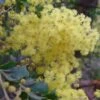 Mimosa - Acacia Pravissima -Promesse de fleurs Magasin Acacia pravissima 85239 1