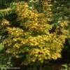 Erable Hybride - Acer X Orientalia Minorient -Promesse de fleurs Magasin Acer X ORIENTALIA Minorient 83936 1