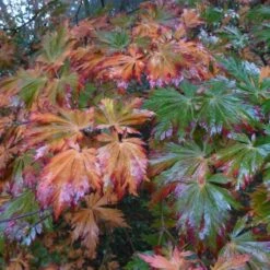 Érable Du Japon - Acer Japonicum Aconitifolium En Pot De 4/5L