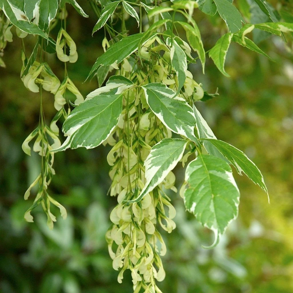 Acer Negundo Variegatum - Érable à Feuille De Frêne Panaché 3 Acer Negundo Variegatum - Érable à Feuille De Frêne Panaché