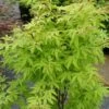Érable Du Japon - Acer Palmatum Anne Irene