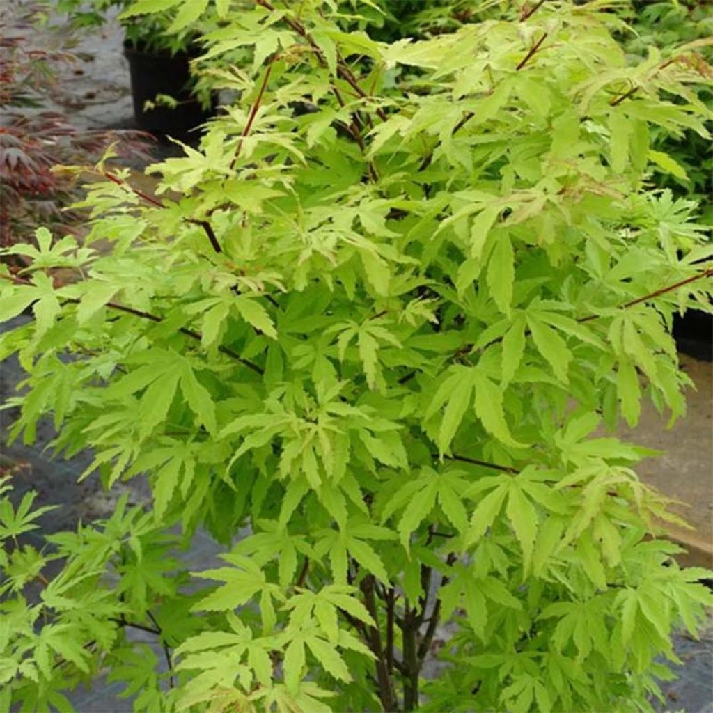 Érable Du Japon - Acer Palmatum Anne Irene 3 Érable Du Japon - Acer Palmatum Anne Irene