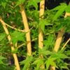 Érable Du Japon Bi Hoo - Acer Palmatum -Promesse de fleurs Magasin Acer palmatum Bi Hoo 89579 1