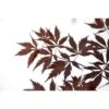 Érable Du Japon Black Lace - Acer Palmatum 2 Érable Du Japon Black Lace - Acer Palmatum -Promesse de fleurs Magasin Acer palmatum Black Lace 89580 1