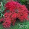 Érable Du Japon - Acer Palmatum Emerald Lace -Promesse de fleurs Magasin Acer palmatum Emerald Lace 1000292 1