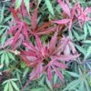 Érable Du Japon Jerre Schwartz - Acer Palmatum