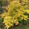 Acer Palmatum Orange Dream -Promesse de fleurs Magasin Acer palmatum Orange Dream copyright 7815502 1