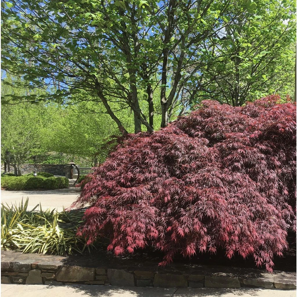 Érable Du Japon - Acer Palmatum Peve Dave 3 Érable Du Japon - Acer Palmatum Peve Dave