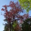 Acer Platanoides Royal Red - Érable Plane 2 Acer Platanoides Royal Red - Érable Plane -Promesse de fleurs Magasin Acer pseudoplatanus Royal Red 87178 1