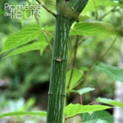 Acer Rufinerve - Erable à Peau De Serpent