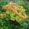 Érable Du Japon - Acer Shirasawanum Autumn Moon -Promesse de fleurs Magasin Acer shirasawanum Autumn moon 83917 1