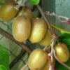 Kiwi Hayward (femelle) - Actinidia Deliciosa -Promesse de fleurs Magasin Actinidia Deliciosa Hayward femelle 781291 1