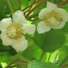 Kiwi Tomuri (mâle) - Actinidia Deliciosa -Promesse de fleurs Magasin Actinidia deliciosa Tomuri 80722 FL
