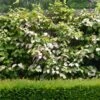 Actinidia Kolomikta Adam - Kiwi D'ornement Mâle 1 Actinidia Kolomikta Adam - Kiwi D'ornement Mâle -Promesse de fleurs Magasin Actinidia kolomikta Adam 88515 1