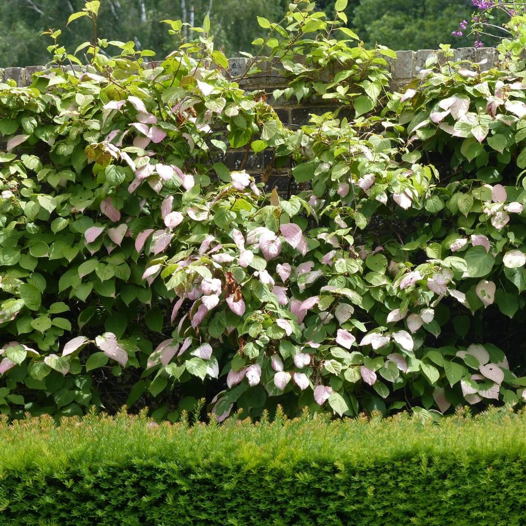 Actinidia Kolomikta Adam - Kiwi D'ornement Mâle 3 Actinidia Kolomikta Adam - Kiwi D'ornement Mâle