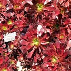 Aeonium Arboreum Garnet - Aeonium En Arbre