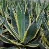 Agave Americana Variegata - Agave D'Amérique -Promesse de fleurs Magasin Agave americana Variegata 83219 1