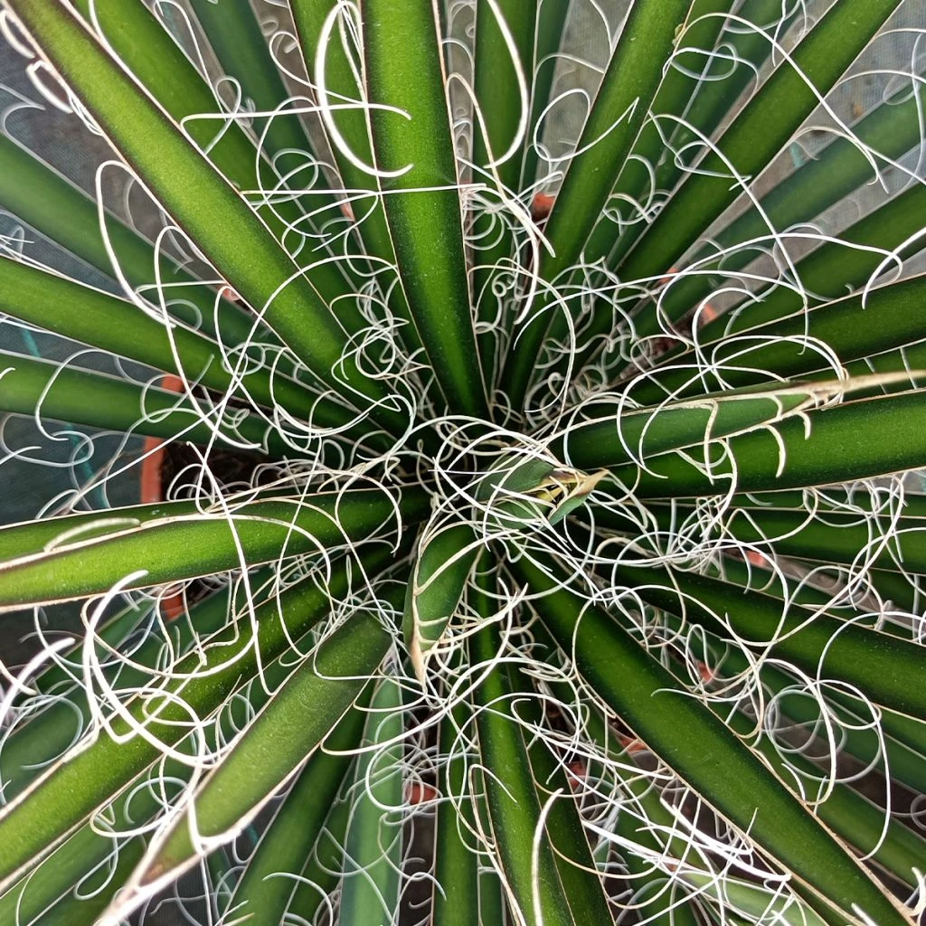 Agave Filifera 3 Agave Filifera