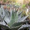Agave Montana -Promesse de fleurs Magasin Agave montana 83225 1