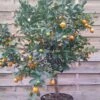 Calamondin - Citrus Madurensis (mitis) -Promesse de fleurs Magasin Agrume Calamondin 79065 1