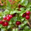 Airelle Rouge Red Pearl - Vaccinium Vitis-idaea 2 Airelle Rouge Red Pearl - Vaccinium Vitis-idaea -Promesse de fleurs Magasin Airelle rouge Red Pearl Vaccinium vitis idaea copyright 1010511 1