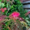 Albizia Julibrissin Evi's Purple - Arbre à Soie 1 Albizia Julibrissin Evi's Purple - Arbre à Soie -Promesse de fleurs Magasin Albizia julibrissin Evis Purple Arbre a soie 16197 1
