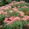 Albizia Julibrissin Ombrella - Arbre à Soie 1 Albizia Julibrissin Ombrella - Arbre à Soie -Promesse de fleurs Magasin Albizia julibrissin Ombrella ld wlcutler 781540 1