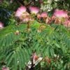 Albizia Julibrissin Rosea - Arbre à Soie Rose -Promesse de fleurs Magasin Albizia julibrissin Rosea 87575 1