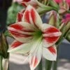 Amaryllis Ambiance* -Promesse de fleurs Magasin Amaryllis Ambiance 56970 1