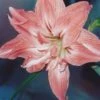 Amaryllis Double Lady Jane -Promesse de fleurs Magasin Amaryllis Lady Jane LD alljengi 56977 1