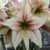 Amaryllis Magic Green -Promesse de fleurs Magasin Amaryllis Magic Green 56614 1