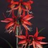 Amaryllis Sumatra - Hippeastrum Cybister -Promesse de fleurs Magasin Amaryllis Sumatra Hippeastrum 15931 1