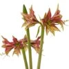 Amaryllis Cybister Mystica - Hippeastrum -Promesse de fleurs Magasin Amaryllis cybister mystica hippeastrum copyright 15925 1 1