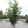 Amelanchier Canadensis Rainbow Pillar -Promesse de fleurs Magasin Amelanchier canadensis RAINBOW PILLAR 83941 1