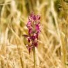 Anacamptis Sancta, Orchis Sacré - Orchidée Vivace -Promesse de fleurs Magasin Anacamptis sancta Orchis sacre Orchidee vivace copyright 18954 1