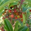 Arbutus Andrachne - Arbousier De Chypre 1 Arbutus Andrachne - Arbousier De Chypre -Promesse de fleurs Magasin Arbutus andrachne 83945 1