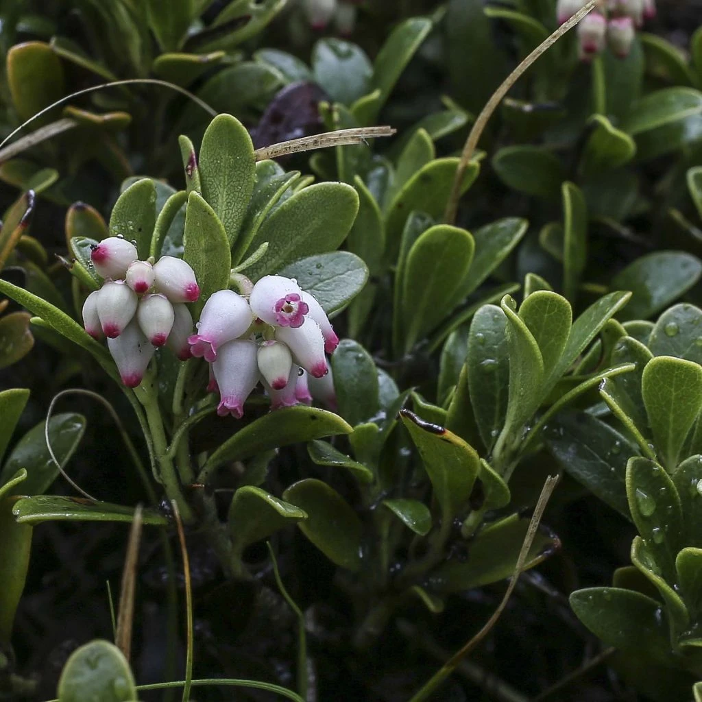 Arctostaphylos Uva-ursi - Raisin D'ours 3 Arctostaphylos Uva-ursi - Raisin D'ours